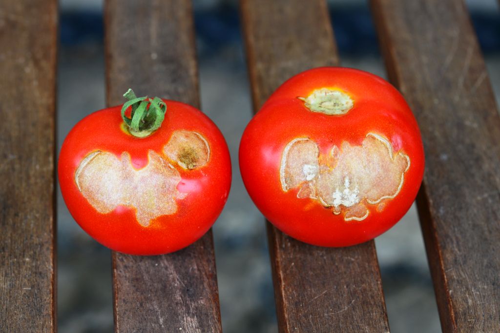 plod rajčete poškozený plzáky